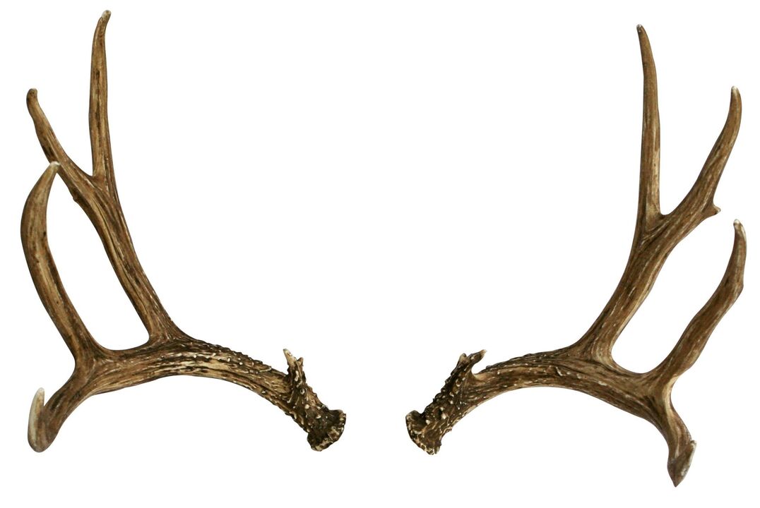 Antlers as part of stream Hondro Sol Valgus